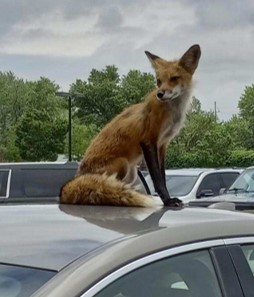 Julie K. Young, Ph.D. tweet media