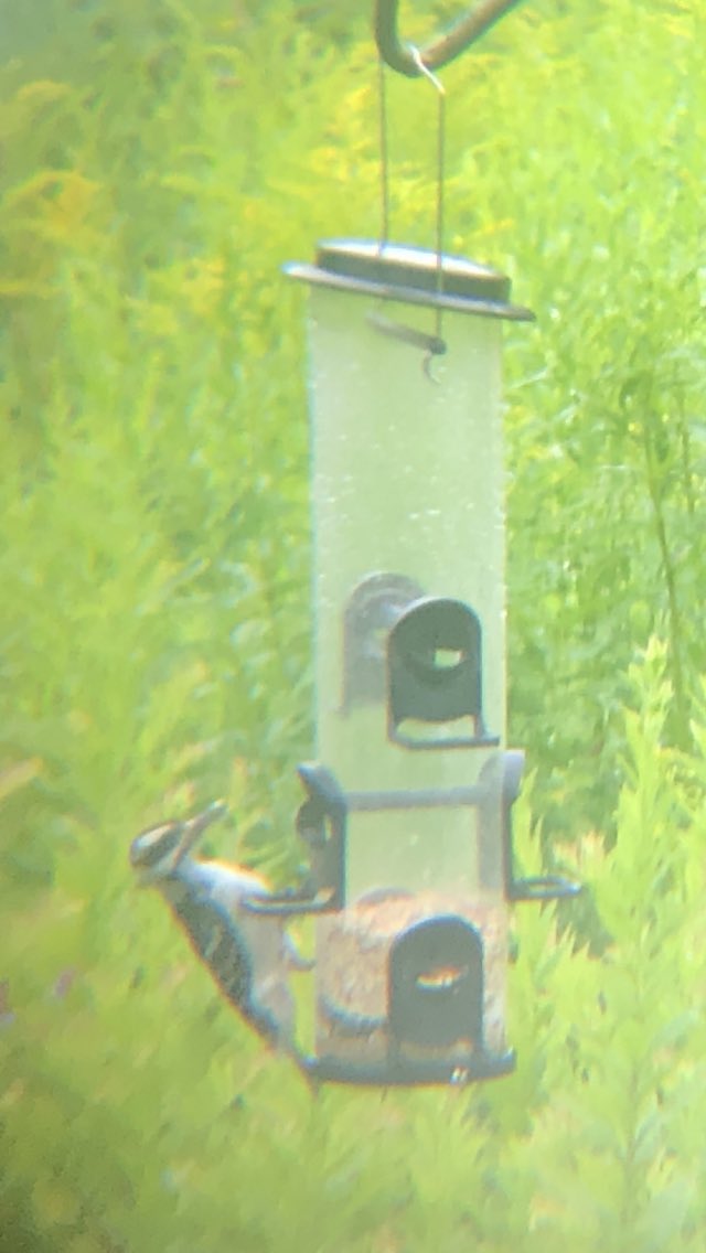 Can someone tell me what type of bird this is? #birds #NaturePhotograhpy #nature #wildlife <a href="/todaysbird/">Today's Bird</a>