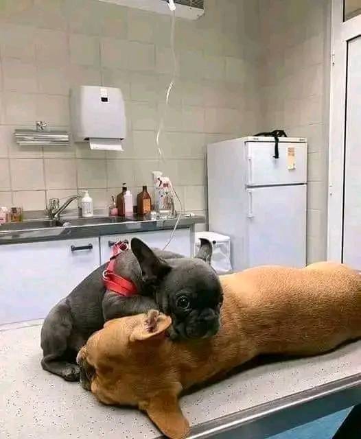 Happy Dog tweet media