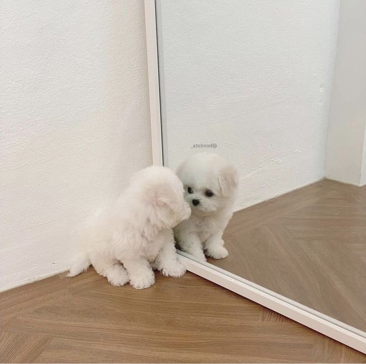 Sunmhoon's tweet photo. @HEESEUKNG I'm here! Your puppy is here! Your puppy is not lost! 🐶 https://t.co/4X8b2H2jgh