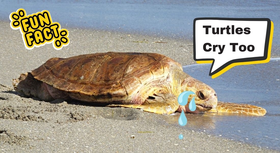 Meet Henrietta, our July adopted turtle! 🐢✨ Thanks to  the Sea Turtle Conservatory, she's cruising Coquina Beach, FL. Did you know loggerheads "cry" to excrete salt? Nature’s quirks are the best! 🌊😄 #PlasticFree #TurtlePower #SaveTheTurtles #HAYstraws