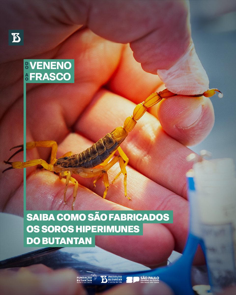 Da extração do veneno, passando pela formulação e envase, até a garantia da qualidade são mais de 150 colaboradores envolvidos em todas as etapas de produção dos soros hiperimunes do Butantan!

Entenda o passo a passo: tinyurl.com/2kwpch6t