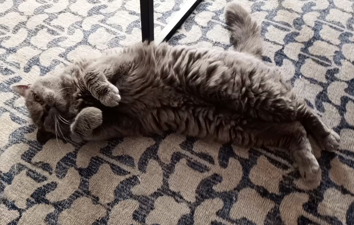 BuckyKatt's tweet photo. Holly C. wishes you a happy Tuesday. #floof #petsitting #AdventuresInPetsitting #catsoftwitter #CatsOfX #jerseycats https://t.co/AiVxeOnv2L