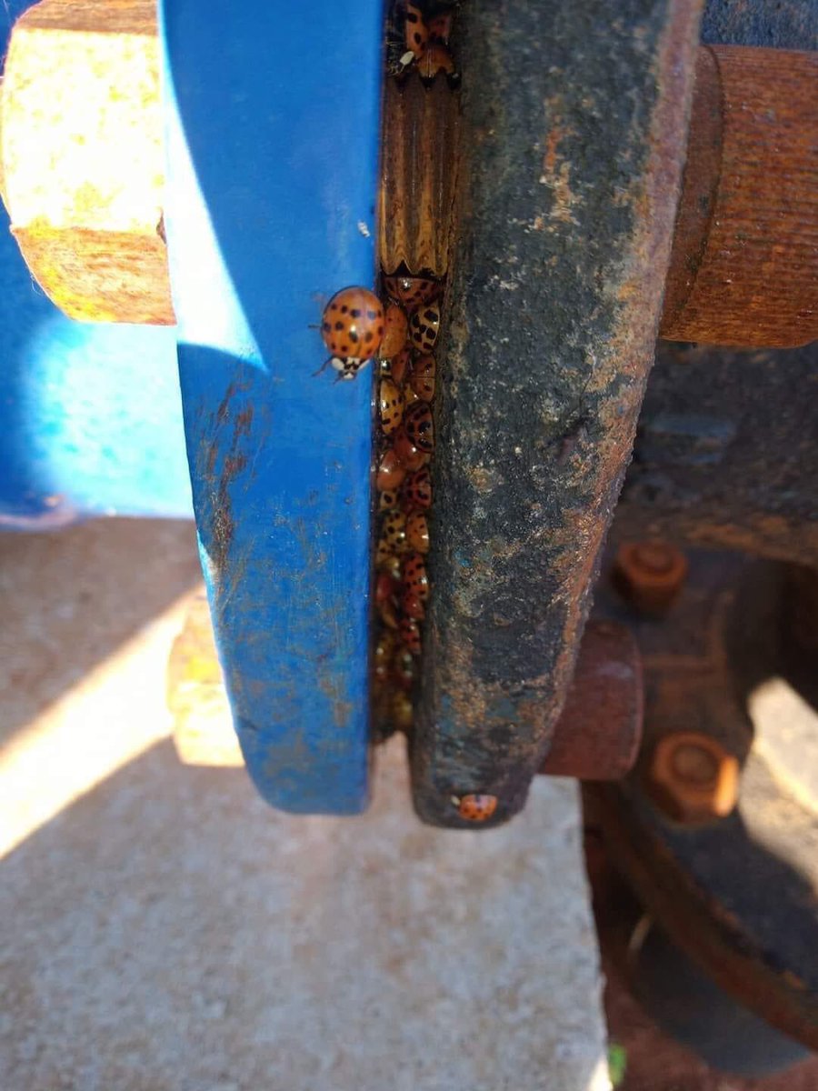 brusnos's tweet image. acho que encontrei a casa da mãe joana..