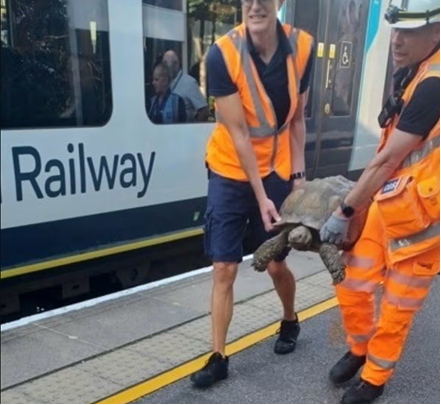 haveigotnews's tweet photo. Trains were delayed in Berkshire yesterday after a tortoise climbed onto the tracks. Although, if you missed it, South Western are now running a snail replacement bus service https://t.co/IfZX162WU2