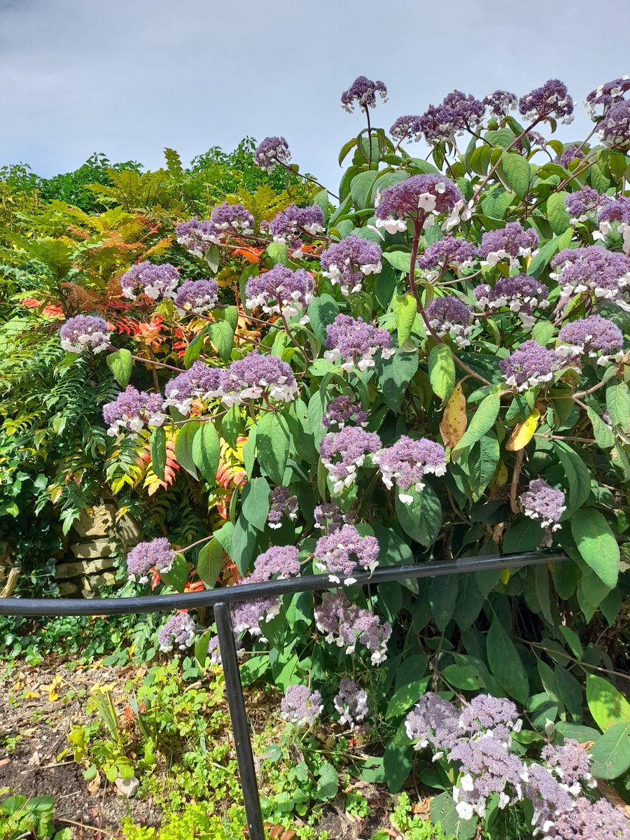 Denbighinbloom's tweet photo. Beautiful #hydrangeas out in full Bloom in Temple Bar Gardens #Dinbych #Denbigh
The gardens are especially beautiful right now, thanks to the hard work of #volunteers Judy and Greg.
#ourbloom #communitygardens https://t.co/4hZqJoBFpm