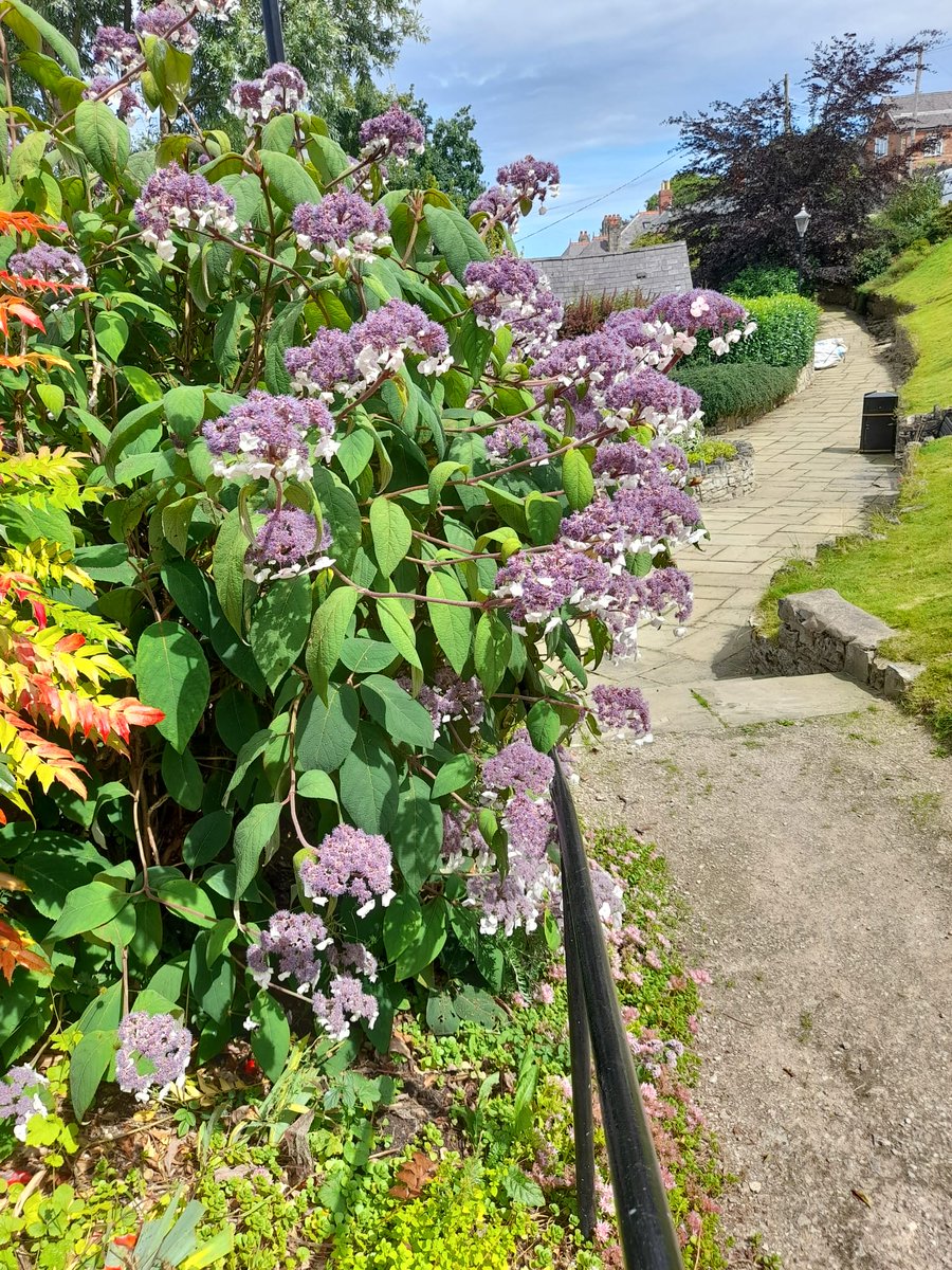Beautiful #hydrangeas out in full Bloom in Temple Bar Gardens #Dinbych #Denbigh
The gardens are especially beautiful right now, thanks to the hard work of #volunteers Judy and Greg.
#ourbloom #communitygardens