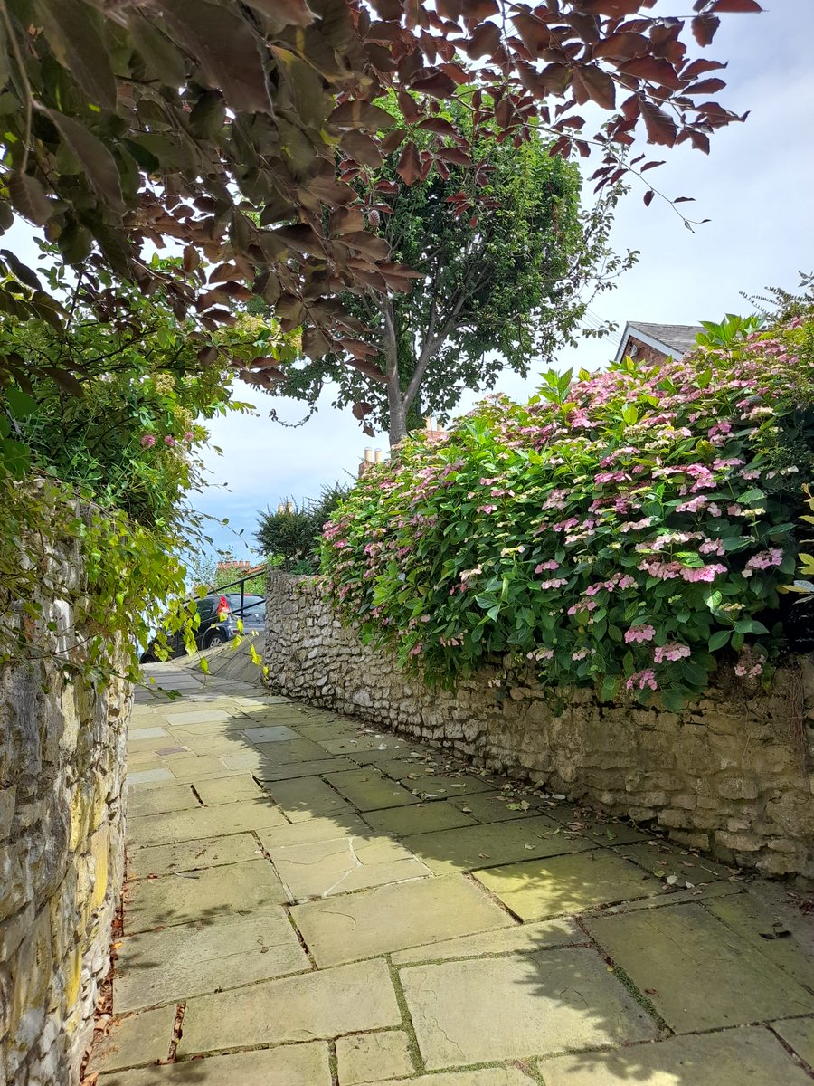 Denbighinbloom's tweet photo. Beautiful #hydrangeas out in full Bloom in Temple Bar Gardens #Dinbych #Denbigh
The gardens are especially beautiful right now, thanks to the hard work of #volunteers Judy and Greg.
#ourbloom #communitygardens https://t.co/4hZqJoBFpm