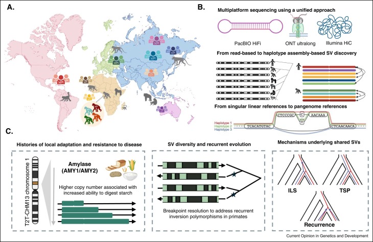 Joana L. Rocha (@joanocha) on Twitter photo Had so much fun writing this small review with <a href="/NicolasLou10/">Nicolas Lou</a> and <a href="/psudmant/">Peter Sudmant</a>
about structural variation in primates in the era of T2T genomes and pangenomics :)
sciencedirect.com/science/articl… Had so much fun writing this small review with <a href="/NicolasLou10/">Nicolas Lou</a> and <a href="/psudmant/">Peter Sudmant</a>
about structural variation in primates in the era of T2T genomes and pangenomics :)
sciencedirect.com/science/articl…