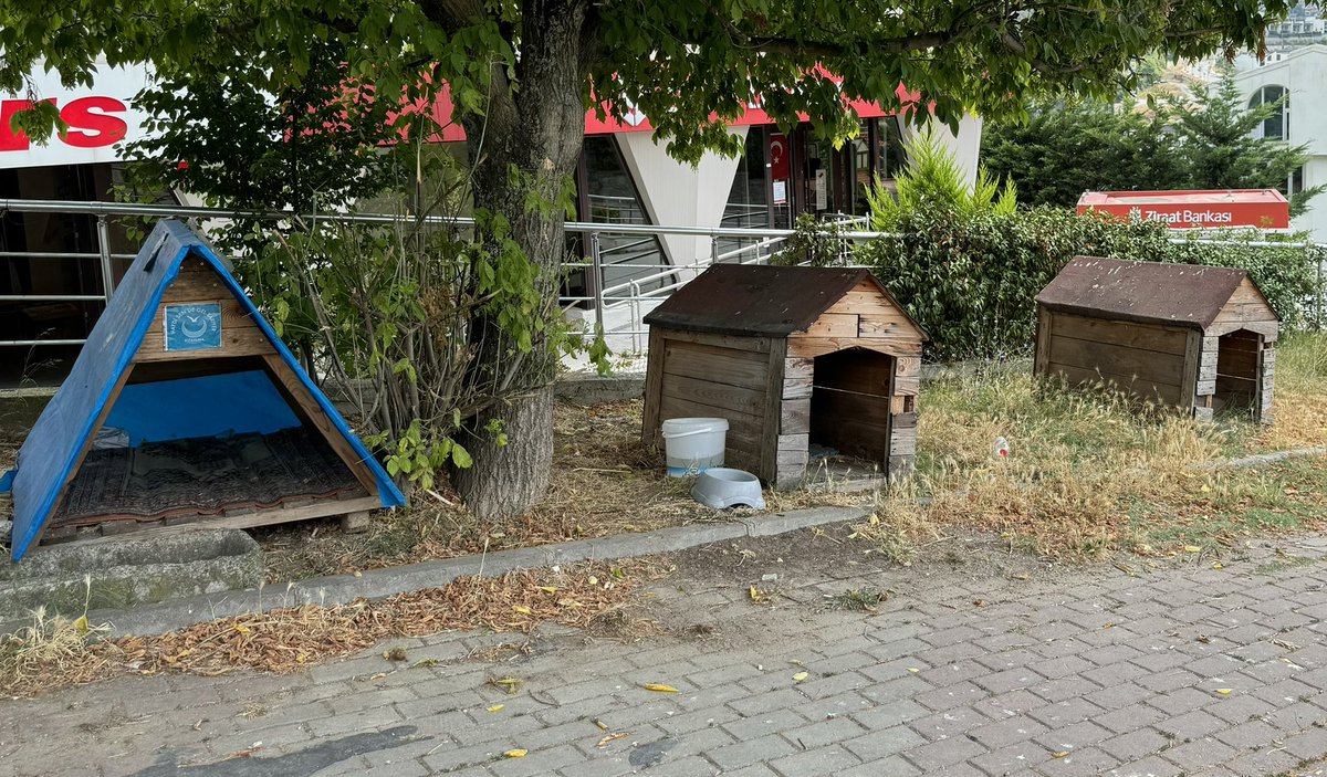 ohacikamil's tweet photo. Yaratan dan dolayi yaratılanı öldüremeyiz, yaratilanada zarar vermesine izin veremeyiz Klubelerin boş kalmamasını isteyen herkes kisirlastirmaya  destek olmalı  @RTErdogan @avabdullahguler @mustafaelitas @handefrt @mkulunk @zafersahin06 @birincimucahit https://t.co/4edlYtxOPU