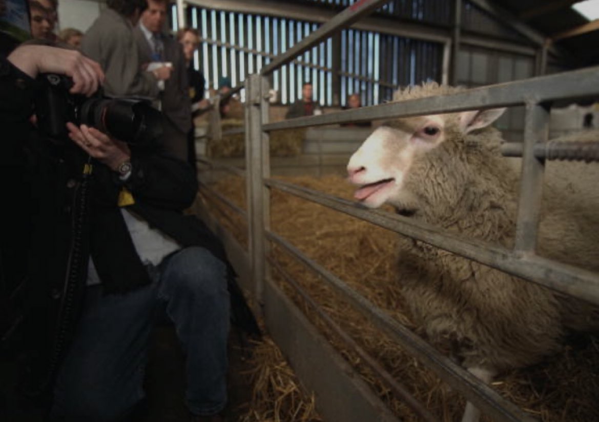 Dolly was feeling a bit silly here 🐑