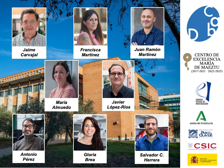 Centro Andaluz de Biología del Desarrollo (@cabd_upo_csic) on Twitter photo 🏆 Enhorabuena a todos los grupos de investigación del #CABD cuyos proyectos de Generación del conocimiento de <a href="/AgEInves/">Agencia Estatal de Investigación</a> <a href="/CienciaGob/">Ministerio de Ciencia, Innovación y Universidades</a> han sido seleccionados en resolución provisional para financiación con un valor de 1,7M€, con 5 contratos predoctorales asociados! 🎉🎉🎉 🏆 Enhorabuena a todos los grupos de investigación del #CABD cuyos proyectos de Generación del conocimiento de <a href="/AgEInves/">Agencia Estatal de Investigación</a> <a href="/CienciaGob/">Ministerio de Ciencia, Innovación y Universidades</a> han sido seleccionados en resolución provisional para financiación con un valor de 1,7M€, con 5 contratos predoctorales asociados! 🎉🎉🎉