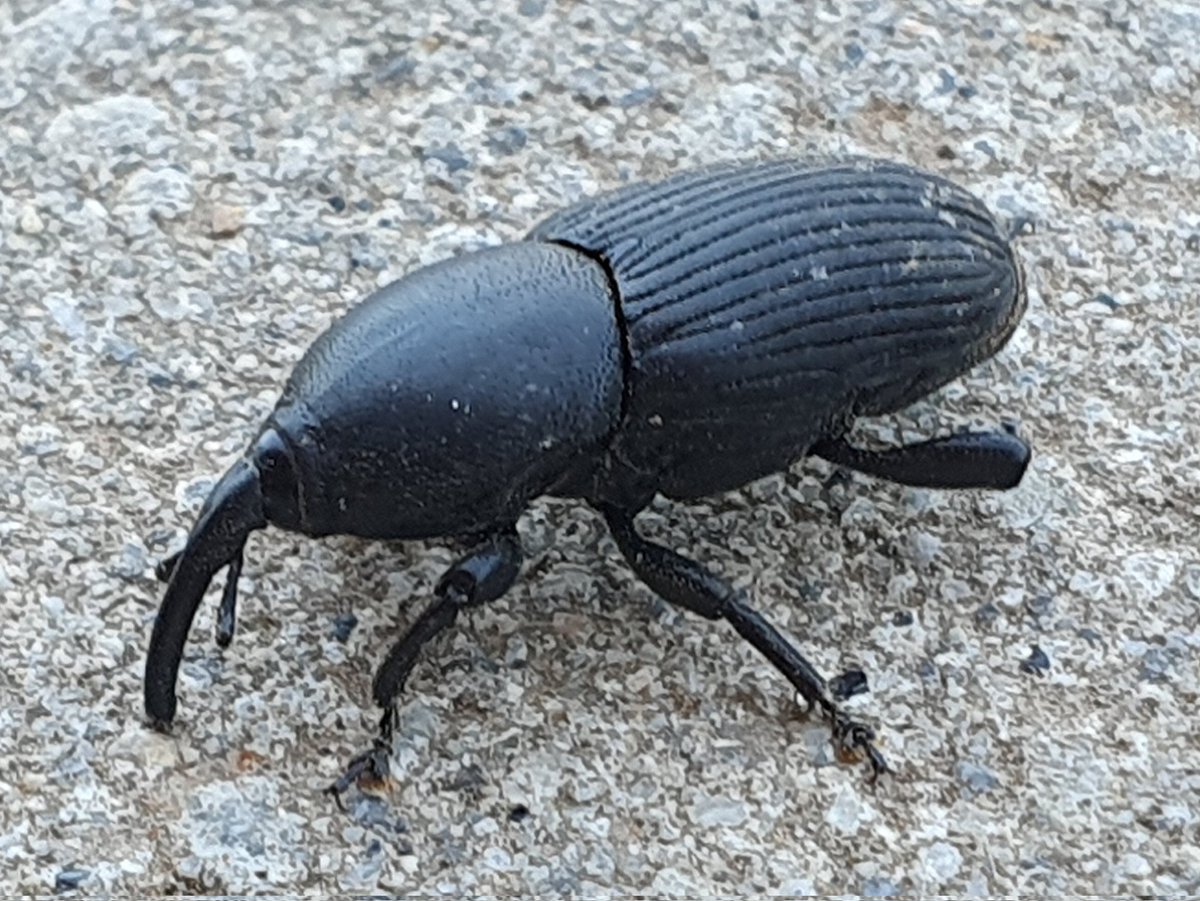 meteoecovisual's tweet photo. #gorgojo en #santboi. Al pobre le faltaba un pie.
#santboidellobregat
#BaixLlobregat
#macro #insectos #invertebrados #fauna #micronaturaleza #macro_adicción #microfauna #naturaleza #vida #tierra #faunaiberica #faunayflora https://t.co/1hRv9G3JZh