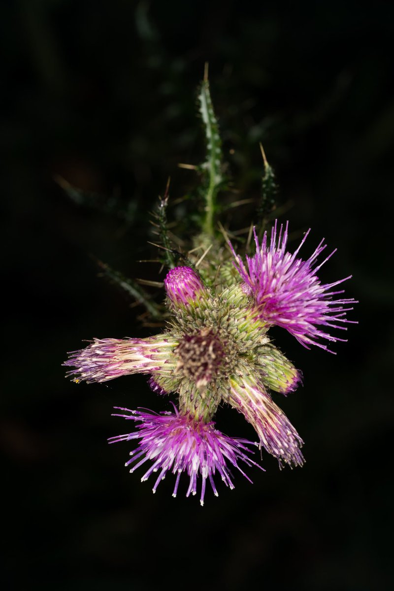 Enjoy the vivid colours of this Marsh Thistle <a href="/RSPBMinsmere/">RSPB Minsmere 🌍</a> in Suffolk.

• Sony A7R V
• Sony 90mm Macro G OSS
• Godox MF12 Macro Flash

<a href="/RSPBEngland/">RSPB England</a> <a href="/SonyAlpha/">Sony | Alpha</a> #wildlife #nature #photographer #macro #flower #thistle #sizewell #suffolk #sonyalpha #godox #relax
