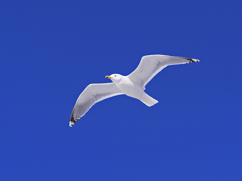 Voitto Tringan suojelutyölle! KHO kumosi Ämmässuon tuulivoimalan asemakaavan. Oikeus asettui Tringan valituksen kannalle ja katsoi, ettei voimalaa varten oltu laadittu riittäviä selvityksiä. 

Ennakkopäätöksellä on myös laajempi merkitys. Lue lisää:

tringa.fi/2024/07/23/voi…