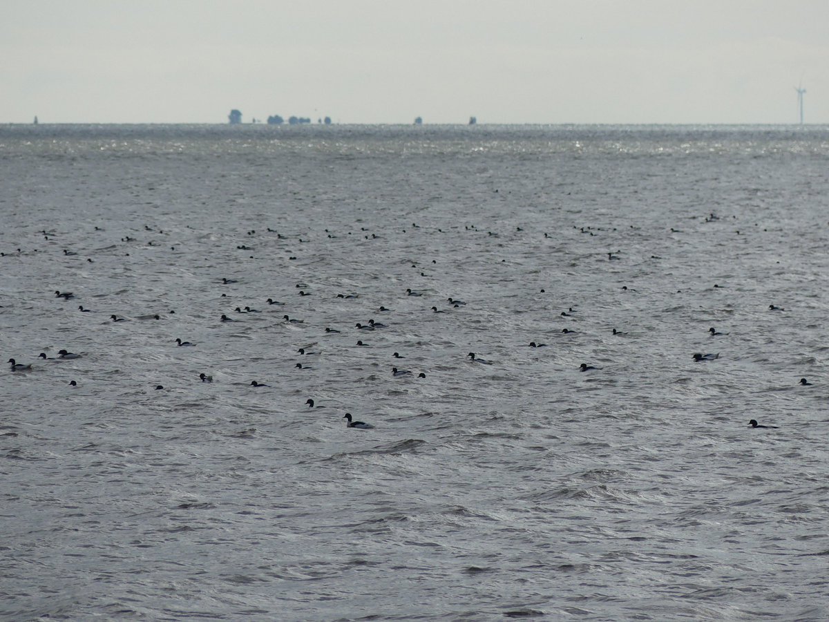 Massive moulting  flock of Shelduck at Pyewipe on the Humber estuary this morning kept my clicker finger busy - 9640 counted - internationally important numbers and over 20% of UK non-breeding population #eastcoastwetlands <a href="/humbernature/">Humber Nature Partnership</a> <a href="/Lincsbirding/">Lincsbirding</a>