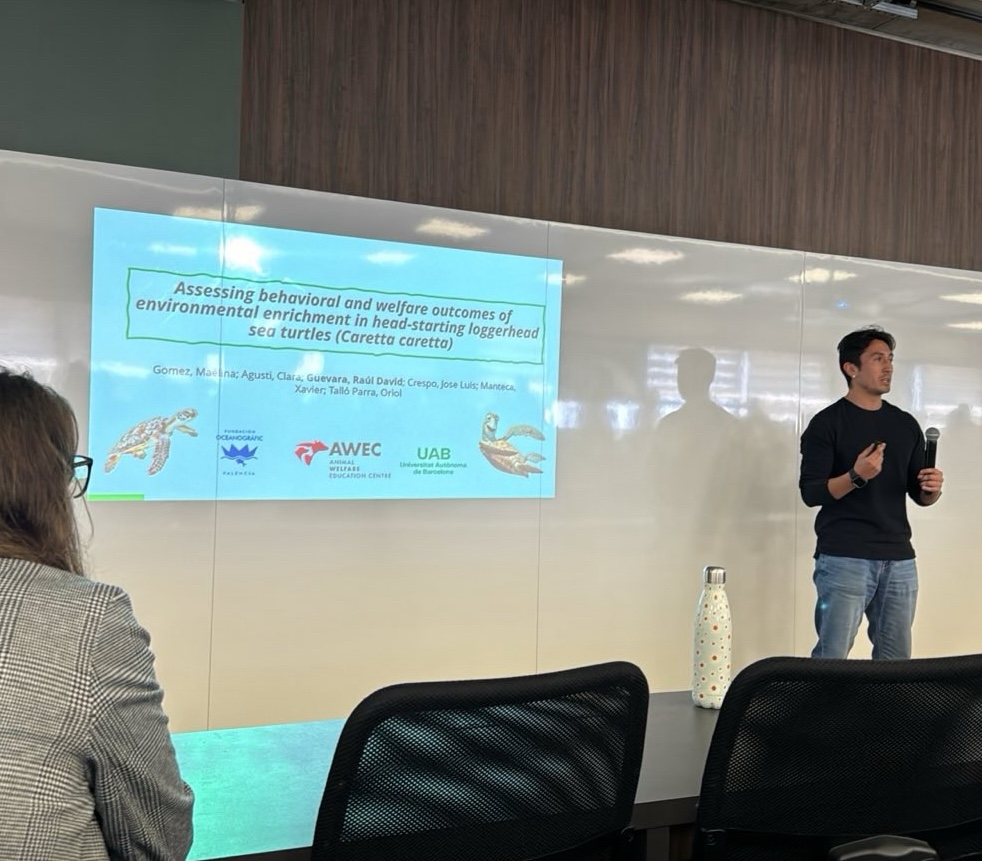 forwildanimals's tweet image. At #ISAE2024, @rdguevarab discusses how enrichment for turtles not only can improve their welfare in a captive setting, but also can increase their chance of survival when they&apos;re released to the wild.