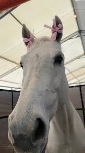 svddenren's tweet image. coquettamine