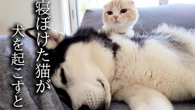 ねぼすけなスコ猫がハスキーを起こしにやってきた
 https://t.co/wbCTve62PI
 #猫 #猫動画 #猫好き #猫好きさんと繋がりたい #ネコ #ねこ #ぬこ #cat #癒し動画 @299com2より 