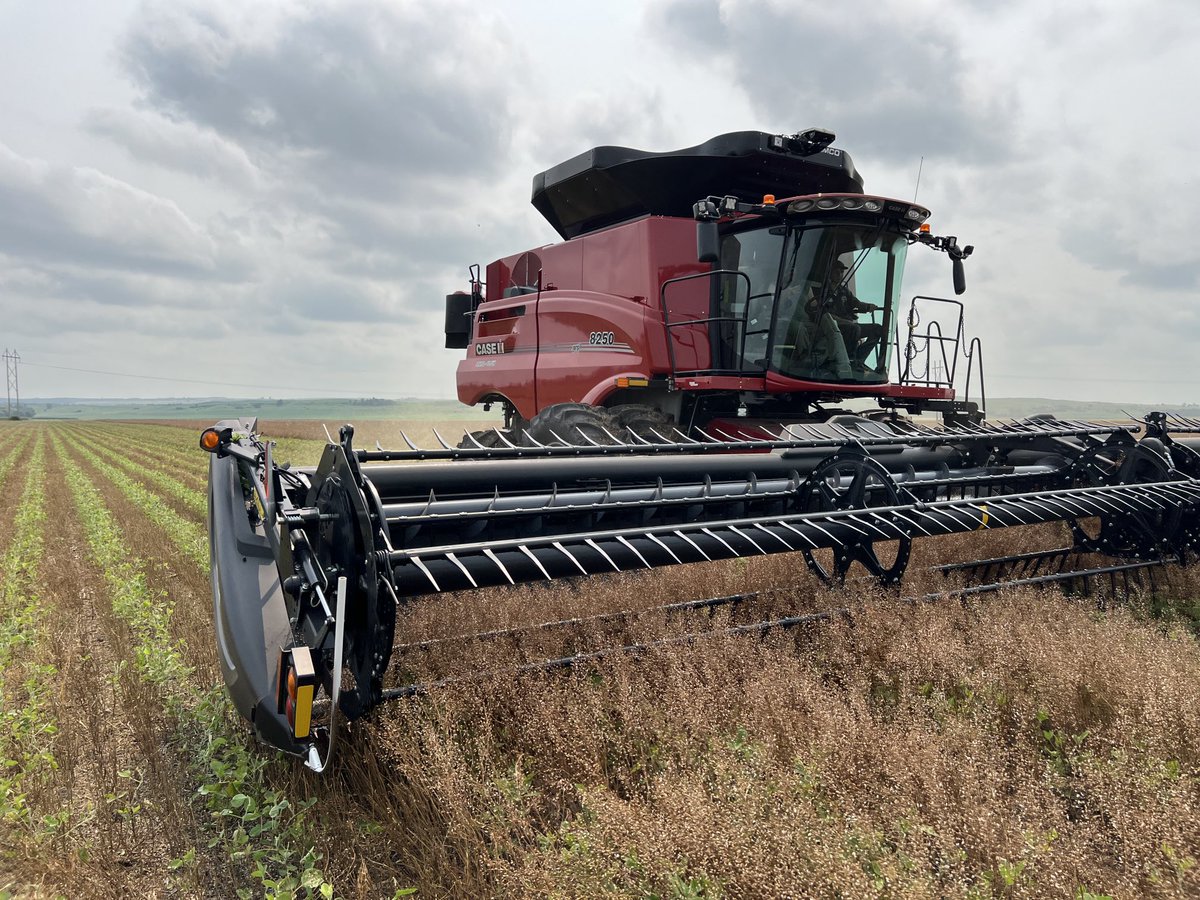Relay Intercrop Camelina harvest is on and the beans are getting a little hair cut.