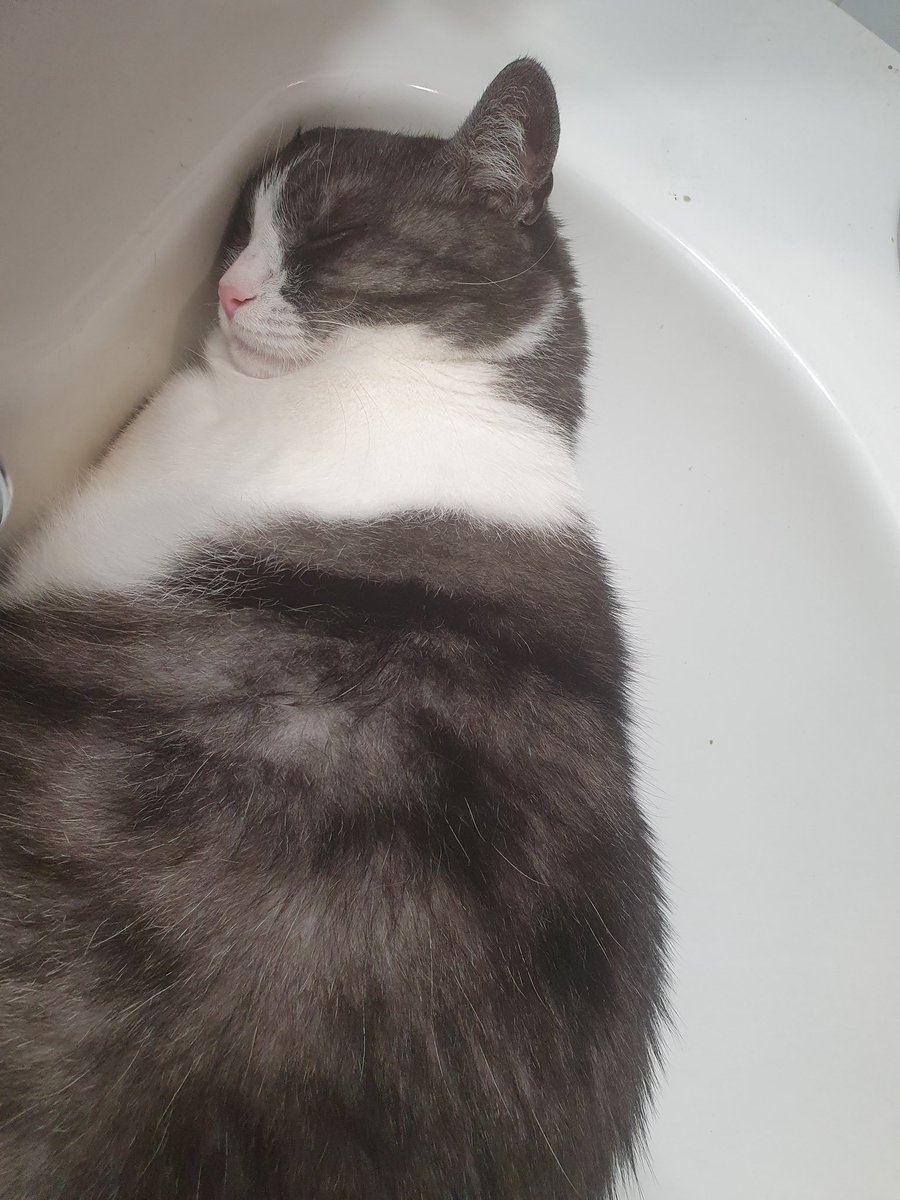 artishtics's tweet photo. This stupid creature chose to sleep in the sink of all places.. wtf https://t.co/i3LvY4fGXI