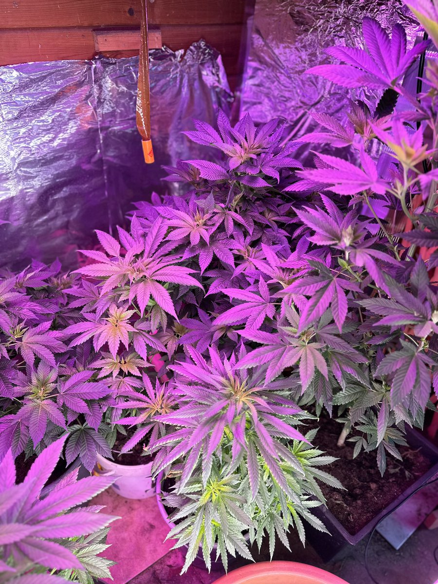 afghanseed_com's tweet photo. Afghani #cannabis just before bloow 😎🔥great and very strong genetics #cannabis #cannabiscommunity #weed #marijuana #thc #weedporn #weedstagram #hightimes #stoner #indica #sativa #maryjane #kush #highlife #ganja #growyourown #smoke #cannabissociety #smokeweedeveryday #weedmop https://t.co/ffsMfVUX6J