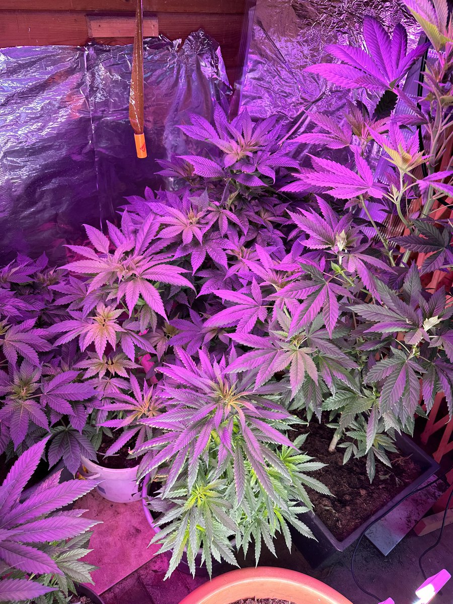 afghanseed_com's tweet photo. Afghani #cannabis just before bloow 😎🔥great and very strong genetics #cannabis #cannabiscommunity #weed #marijuana #thc #weedporn #weedstagram #hightimes #stoner #indica #sativa #maryjane #kush #highlife #ganja #growyourown #smoke #cannabissociety #smokeweedeveryday #weedmop https://t.co/ffsMfVUX6J