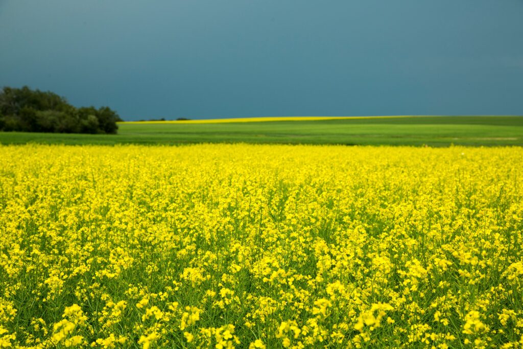 Learn About Canola tweet media