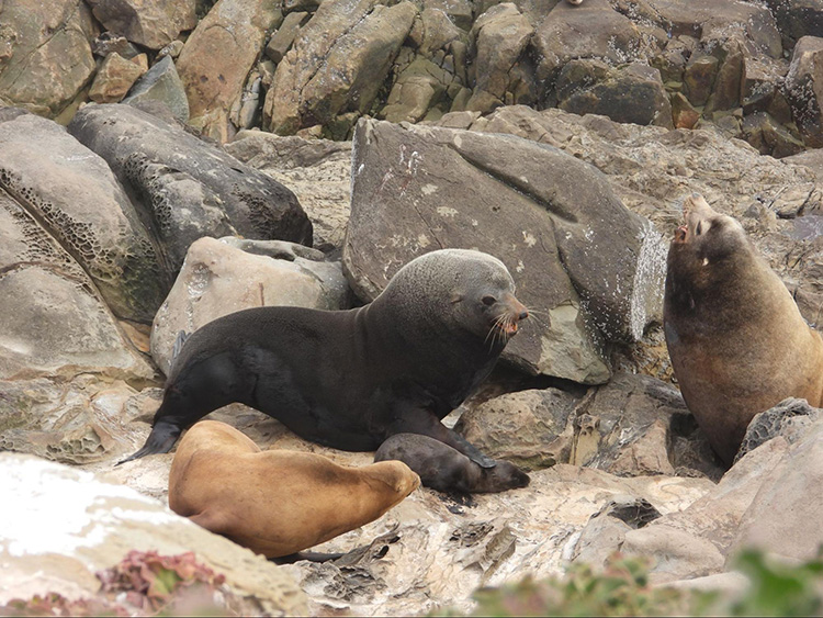 NOAA Fisheries AK tweet media