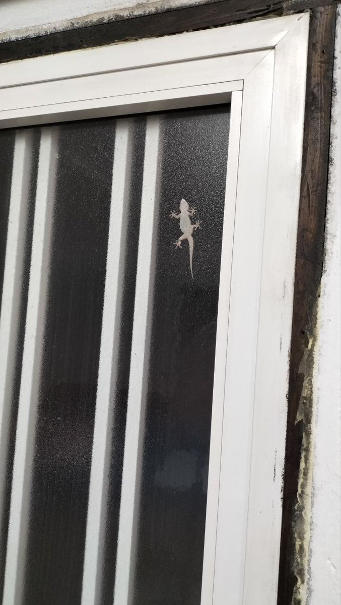 EfrenEnVerde's tweet photo. Gecko en el cristal, nocturno y sereno,
tus ojos cazando, brillando en lo ajeno.
Quisiera ser tu amigo, en silencio observar,
compartir tus secretos bajo luz estelar. https://t.co/zYKqgkoSsZ