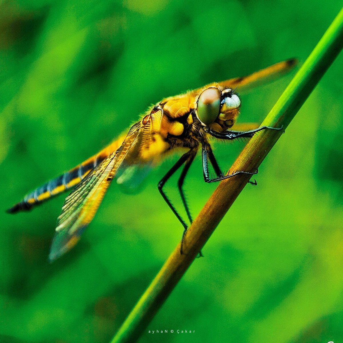 SuGraphic's tweet photo. Once upon a time ..
Souls of the Nature & Dragonflies 🐉
Keremali Plateau, Sakarya, Türkiye ❤💚
#Dragonfly #Yusufçuk #Nature
#NaturePhotography #NatureBeauty 📷#Honeybees #Honey #TFSF #Flowers #MacroPhotography #KeremaliYaylası #MakroFotoğrafçılık #Sakarya 🌿 https://t.co/080YF8CXFK