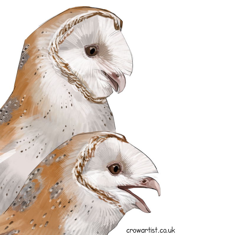 🦤 Crow Artist 🐦‍⬛🐦‍⬛🐦‍⬛🐦‍⬛🐦‍⬛🐦‍⬛🐦‍⬛🐦‍⬛🪺 tweet media