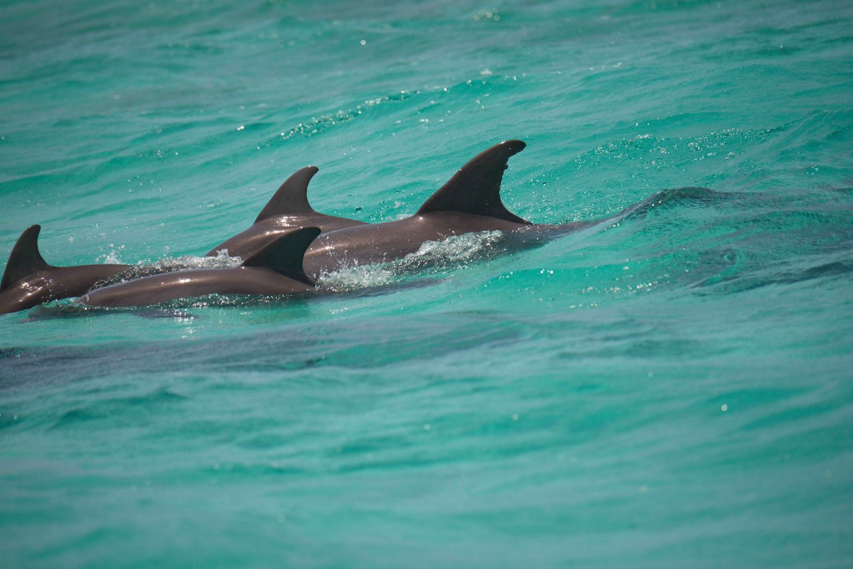 BMMRO (@bmmro) on Twitter photo A good start to this weeks' Whale Camp, finding a big group of dolphins on Day 1 on the boat! Thank you to <a href="/MooreCharitable/">Moore Charitable</a> and our long term supporters, Rotary Club of Abaco for their continued support helping to provide outreach to young Bahamians. A good start to this weeks' Whale Camp, finding a big group of dolphins on Day 1 on the boat! Thank you to <a href="/MooreCharitable/">Moore Charitable</a> and our long term supporters, Rotary Club of Abaco for their continued support helping to provide outreach to young Bahamians.