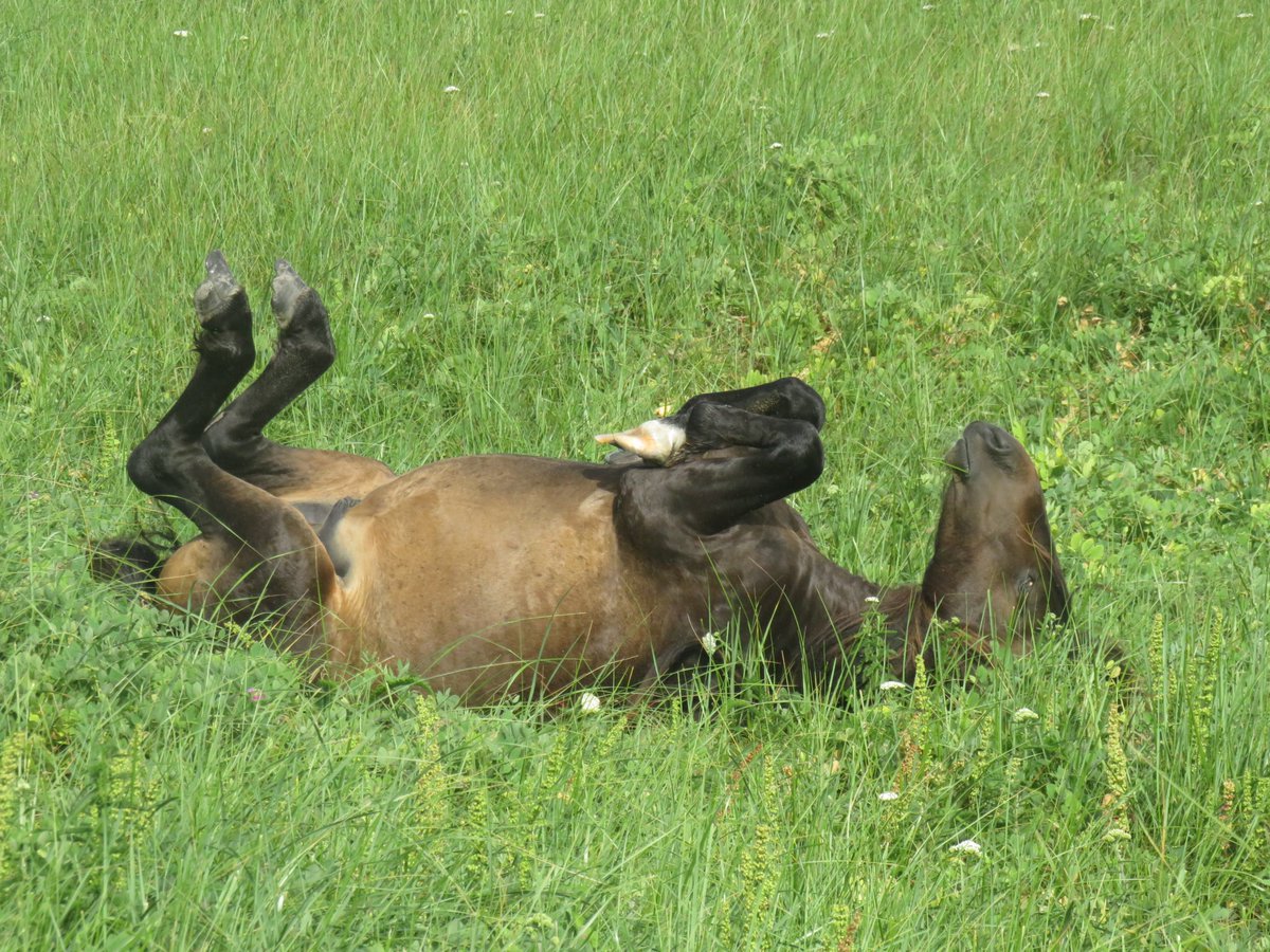 M_Stothart's tweet image. Proud to see this out from my PhD! The culmination of years of work + data collection by many people. Does gut microbiome variation matter in free-living wildlife?
doi.org/10.1038/s41467…
Sure seems to for survival in @SI_Horses
Why?
We think it might be partly related to…
