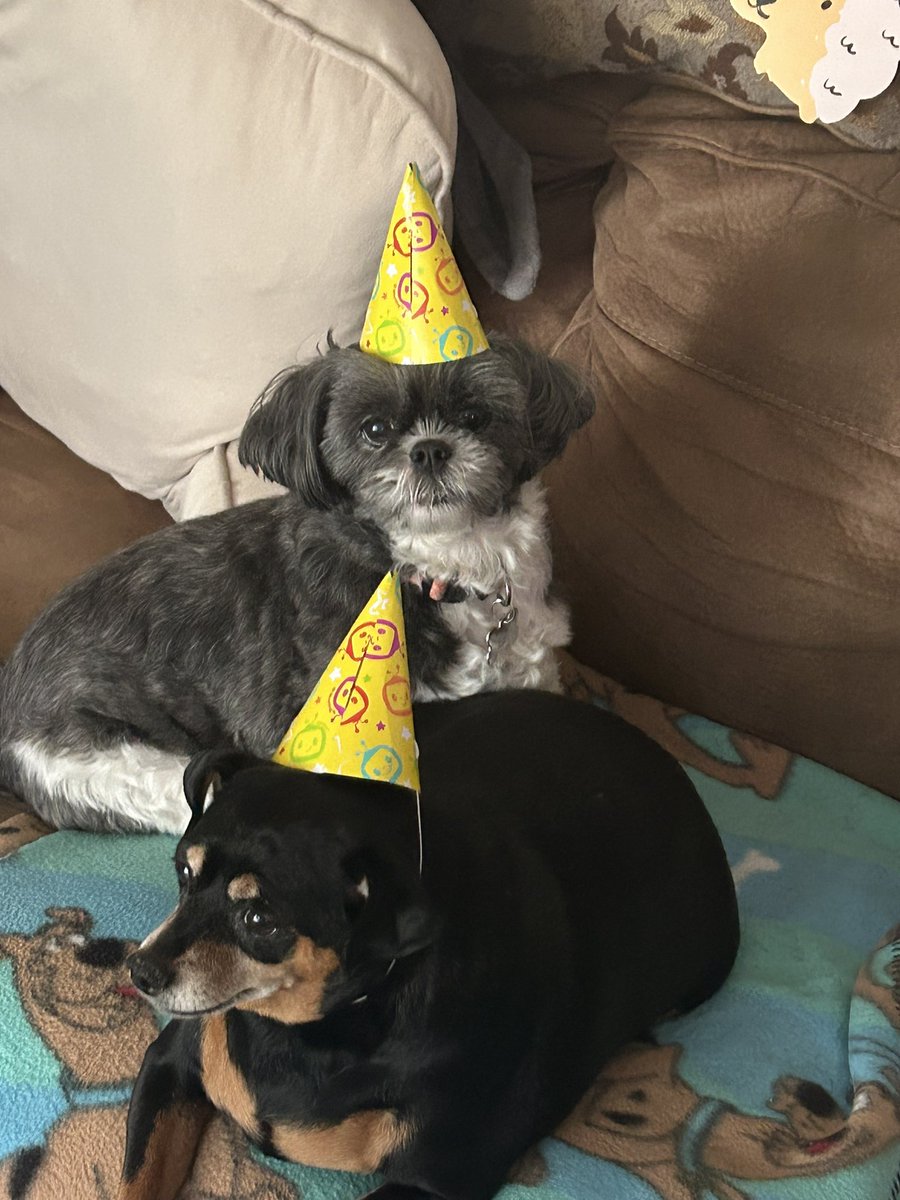RobinLynnBauer's tweet photo. @Phil_Sledge My babies Brandee my shitzu just turned 13 and Annie my min pin is turning 9.. https://t.co/xy4ifexmMs