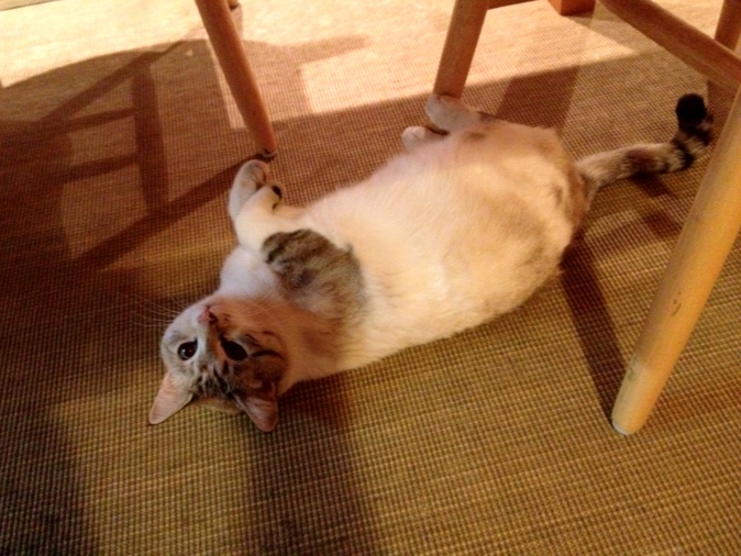 The only reason this #childlesscatlady is miserable is that she no longer has a cat.