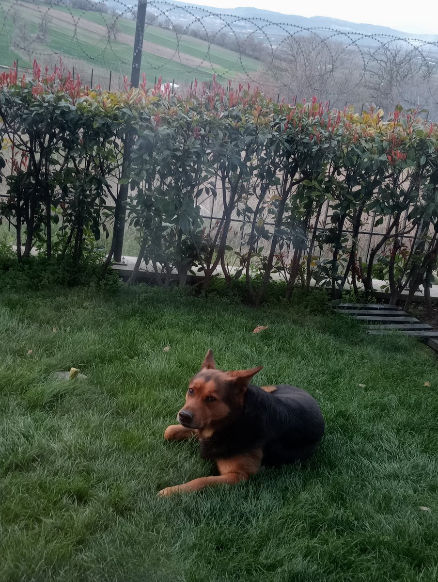 Rahat bırakın patili dostlarımızı bunun vebalini ne dünyada nede ahirette ödeyebilirsiniz