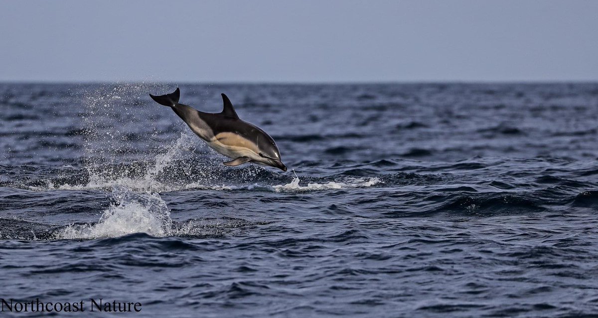 Northcoast Nature tweet media