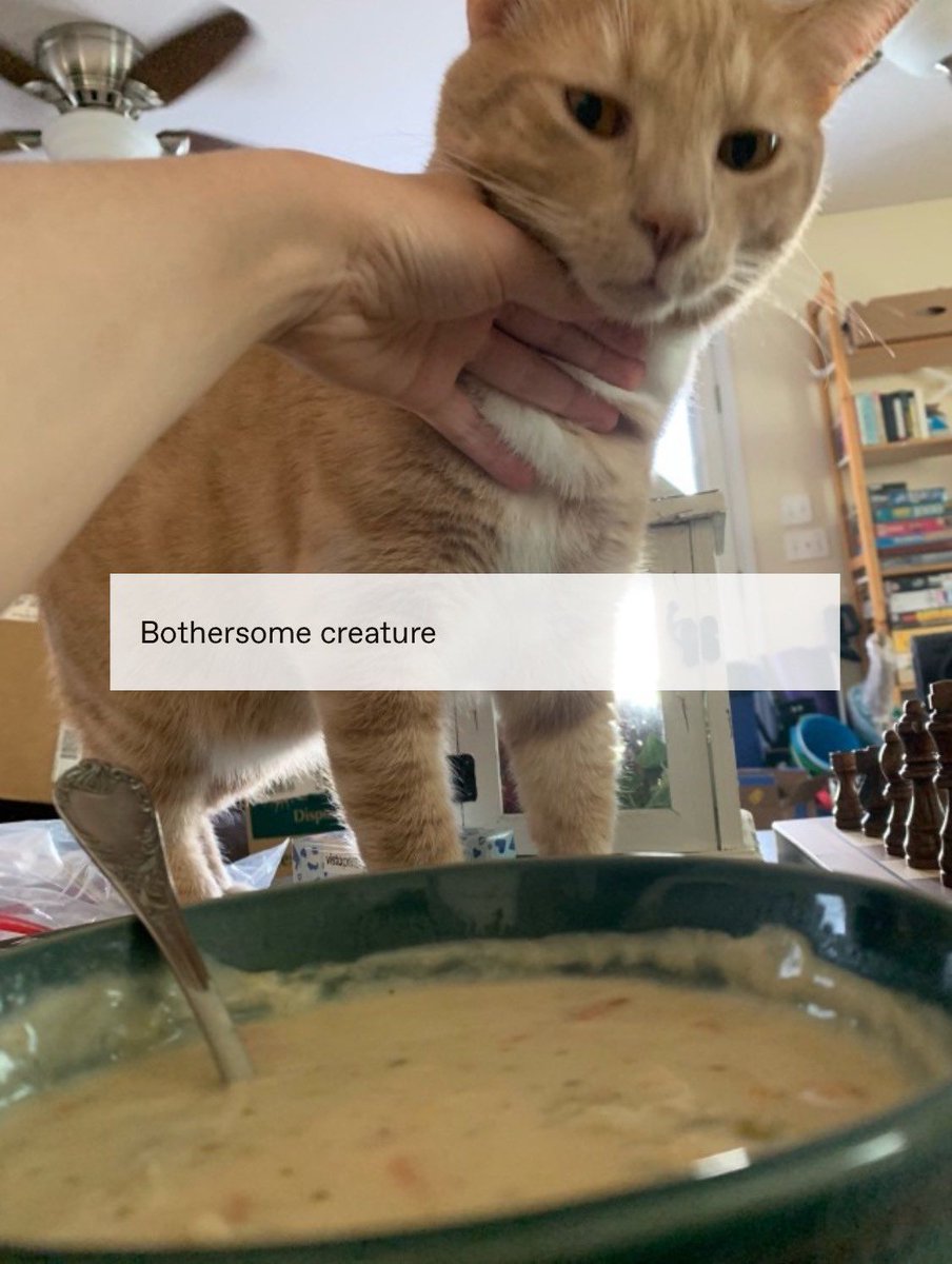 Posts Of Cats tweet media