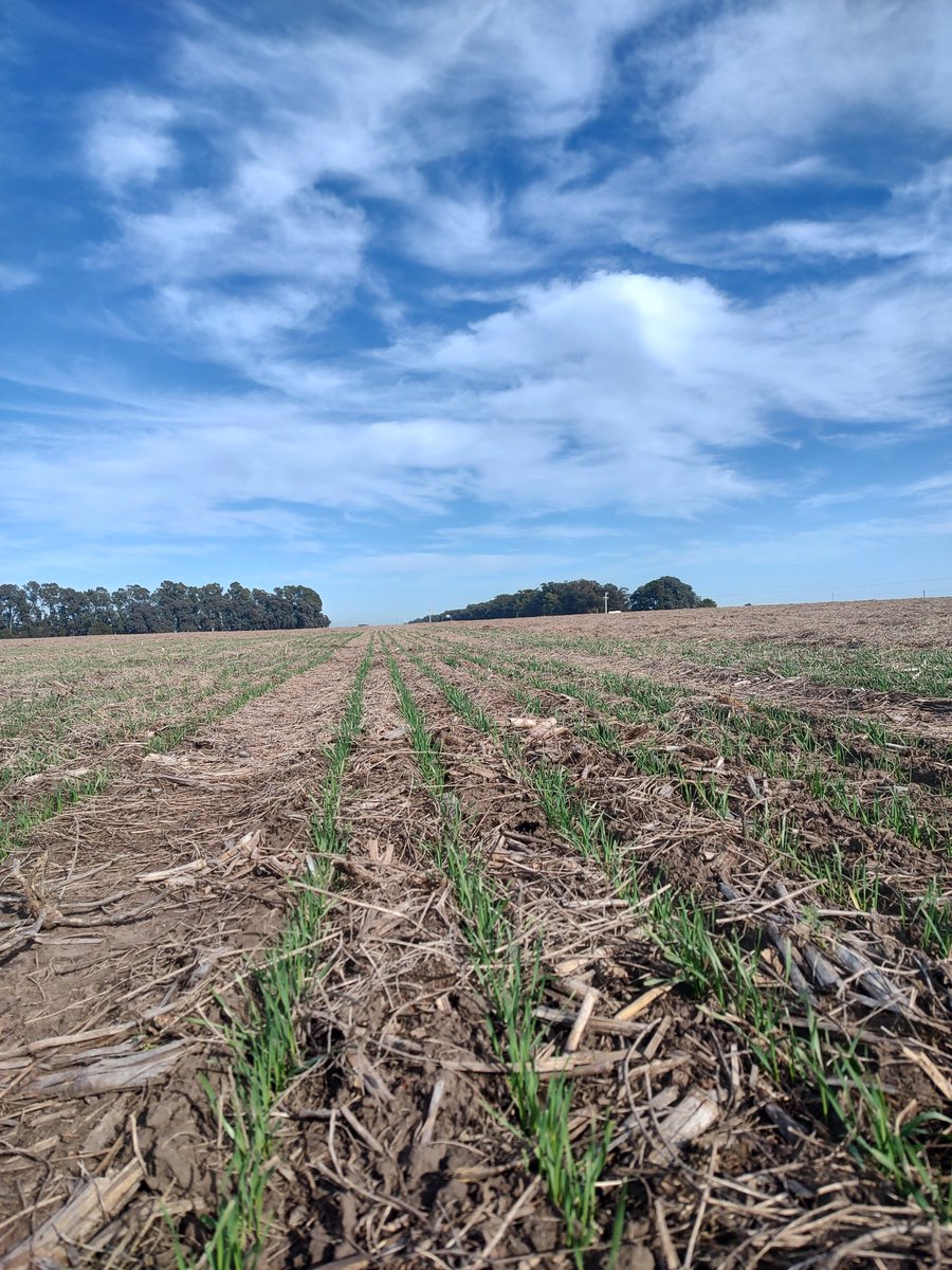 JulioMaya20's tweet photo. ECR Y F6 de trigo 🌾 
📍Pieres Provincial de Buenos Aires 
@luceromariano92 
@sergiorodriguez 
@BuckSemillas https://t.co/qg4IkE2W46