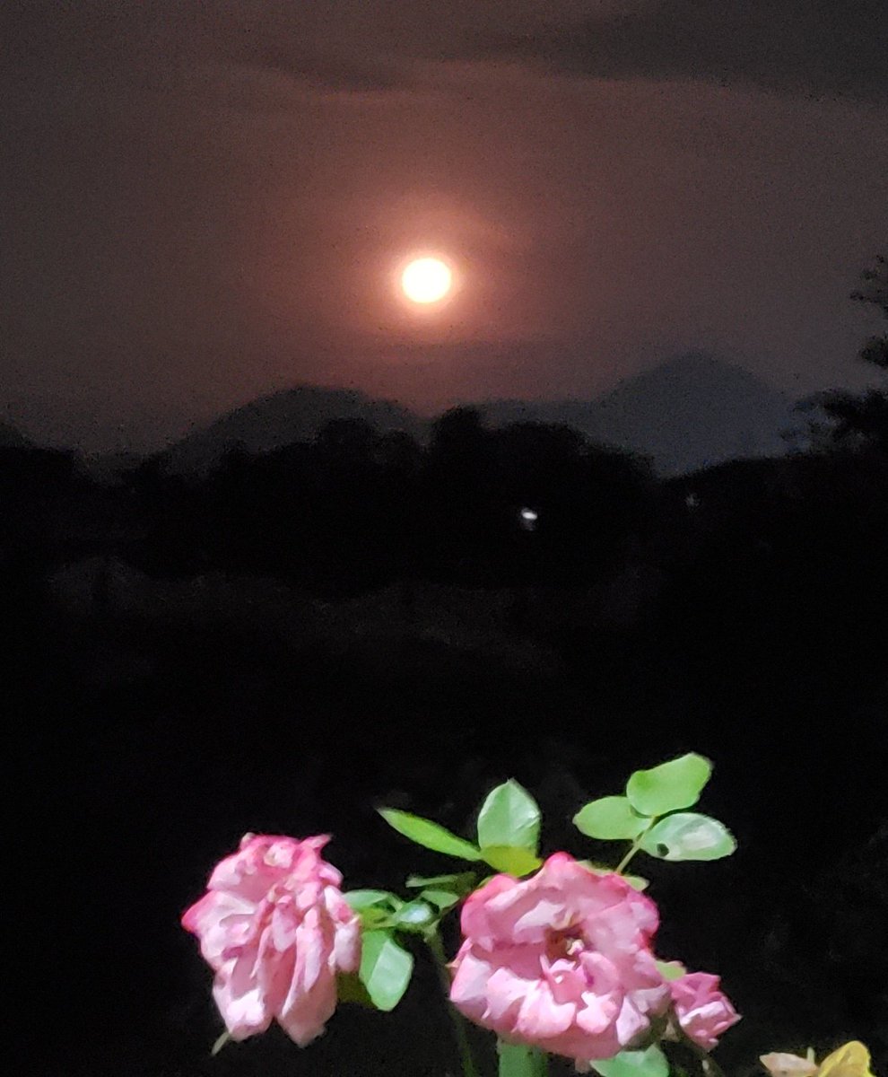 ７月21日のバックムーンと薔薇の花🌹🌕とても美しかったです🥰今日も暑くなりそうですね🥹☀️熱中症対策を万全に🫧楽しく元気に行きましょう🤗