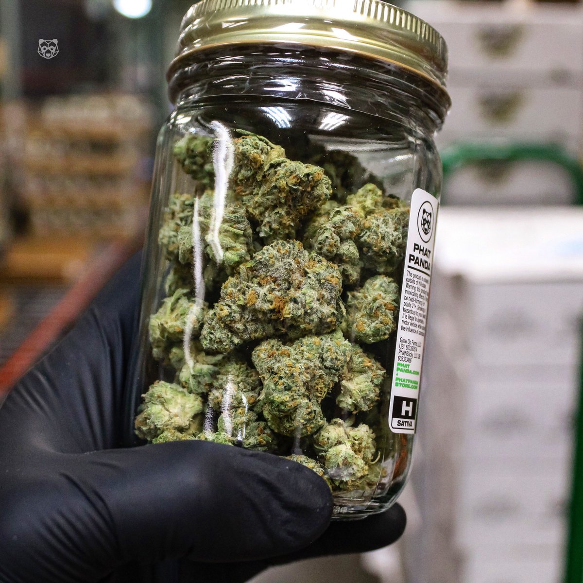 phatpanda's tweet photo. Going mad over the new #Bonkers (High Life x Trophy Wife) strain grown to perfection by our teams here at the #FrostFactory β‘οΈ #phatpanda https://t.co/7nId7xNmNY
