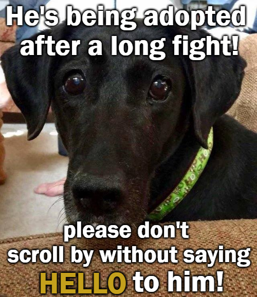 Beyond The Leash tweet media