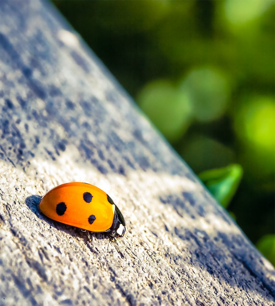 PhotoBizMethod's tweet image. 📸 Ever wondered how to get your work displayed in an art gallery? Our latest video breaks down the steps for photographers! 🎨✨ #photographybusiness #artgalleries #exposingthetruth youtube.com/watch?v=lPQLyG…