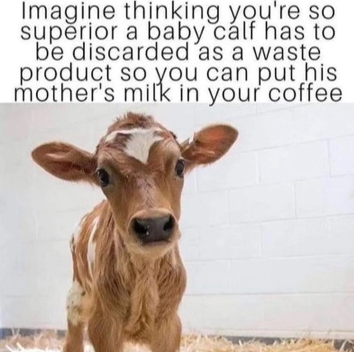NothingIsArt's tweet photo. Nonvegans, why do you think you are so superior to others? https://t.co/YF0UcNGl9o