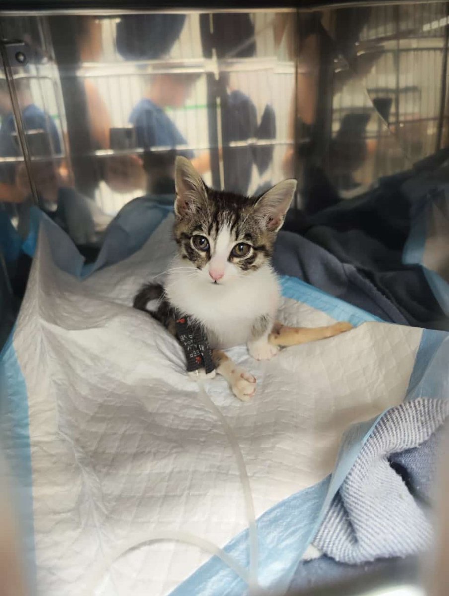 ¡POR FAVOR, os necesito! 🙏🙏😭 ¡Y Aslan también! 

Este pequeño es Aslan, un gatito que en su corta vida ya ha sufrido la crueldad humana.

Le han DISPARADO. 

A un bebé de apenas 2 o 3 meses.

Eso es lo que ha tenido que vivir este animal por la maldad e indiferencia de otros.