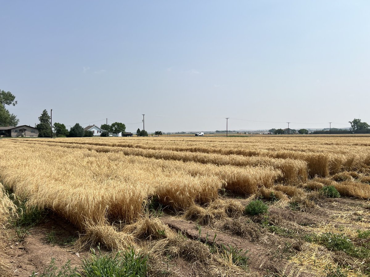 Esten Mason (@csuwheat) on Twitter photo A few last notes on the increases before the come out. We plant many more than we can handle, so a ton of data is analyzed and synthesized to decide what to harvest. One of the most nerve racking things about July for me. We will finish up harvest this week. <a href="/coloradowheat/">Colorado Wheat</a> A few last notes on the increases before the come out. We plant many more than we can handle, so a ton of data is analyzed and synthesized to decide what to harvest. One of the most nerve racking things about July for me. We will finish up harvest this week. <a href="/coloradowheat/">Colorado Wheat</a>