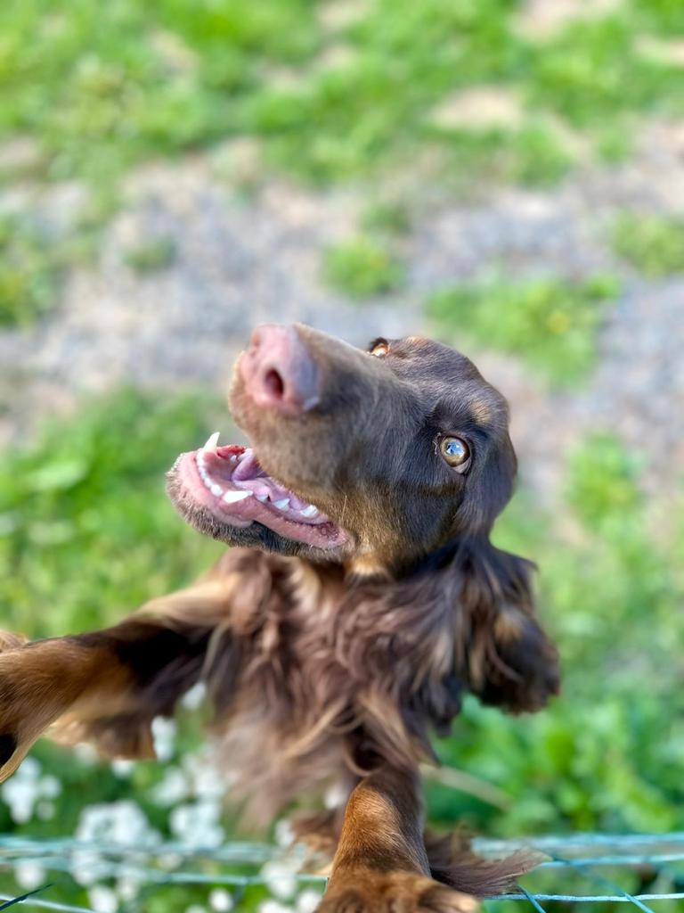 MiljaKoponen's tweet image. Mukavaa kesää kaikille 🤗 Oltaisiinko kaikki yhtä onnellisia kuin meidän Siiri Angerkoski? #fieldspaniel