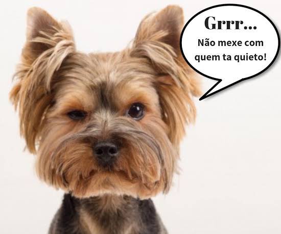 Bella e o Olmo da Bruxa tweet media