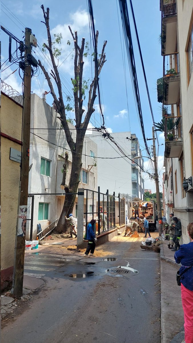 Francisco Muciño (@silverfxxk) on Twitter photo Pues ya vimos que el árbol está siendo talado por la <a href="/BJAlcaldia/">Alcaldía de Benito Juárez</a> y personal de la <a href="/GobCDMX/">Gobierno de la Ciudad de México</a>
¿No han pensado que, estando en la época de mayores temperaturas registradas en la ciudad y con la peor sequía en décadas, tal vez no sea buena idea talar más árboles? <a href="/SEDEMA_CDMX/">Secretaría del Medio Ambiente</a> Pues ya vimos que el árbol está siendo talado por la <a href="/BJAlcaldia/">Alcaldía de Benito Juárez</a> y personal de la <a href="/GobCDMX/">Gobierno de la Ciudad de México</a>
¿No han pensado que, estando en la época de mayores temperaturas registradas en la ciudad y con la peor sequía en décadas, tal vez no sea buena idea talar más árboles? <a href="/SEDEMA_CDMX/">Secretaría del Medio Ambiente</a>